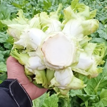四川儿菜净菜毛菜