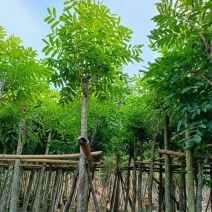 桃花心木5-8-10-12公分，量大价格低