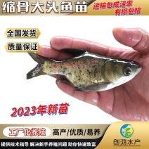 【2023新苗】苗场直供缩骨大头鱼苗缩骨鱼苗缩骨鳙鱼苗