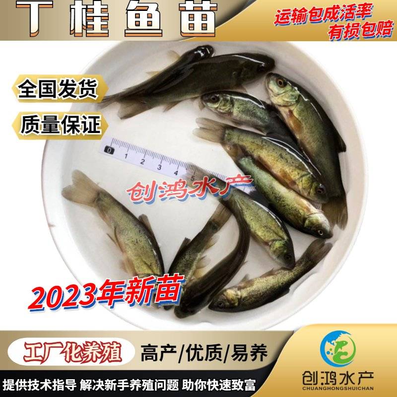 [丁桂鱼苗批发]广东广州花都区丁桂鱼苗 0.35元/个优质丁桂鱼 _ 一亩田