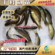 【2023新苗】欧洲丁鱥鱼苗丁桂鱼苗丁桂鱼水花