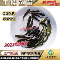 2023新苗优质丁桂鱼鱼苗欧洲丁鱥鱼苗食用观赏鱼