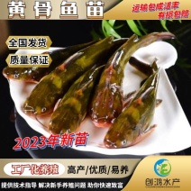 【2023新苗】全雄黄骨鱼鱼苗杂交黄骨鱼苗单性黄颡鱼苗
