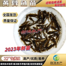 2023新苗全雄黄骨鱼苗黄颡鱼苗杂交黄骨鱼苗黄辣丁