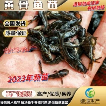【2023新苗】全雄黄骨鱼鱼苗杂交黄骨鱼苗单性黄颡鱼苗