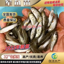 【2023新苗】优质青竹鲩鱼苗光倒刺鲃鱼苗军鱼苗
