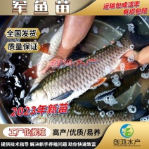 【2023新苗】青竹鲩鱼苗军鱼苗光倒刺鲃淡水养殖