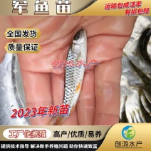 【2023新苗】特价批发青竹鲩鱼苗光倒刺鲃军鱼苗