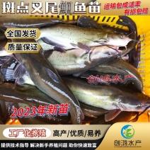 2023新苗叉尾鮰鱼苗斑点叉尾鮰鱼苗钳鱼苗淡水鱼苗