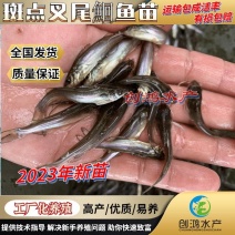 【2023新苗】广东叉尾鮰鱼苗美国斑点叉尾鮰鱼苗