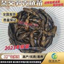【2023新苗】泰国笋壳鱼苗云斑尖塘鳢淡水养殖