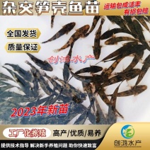 【2023新苗】泰国笋壳鱼苗杂交笋壳鱼苗云斑尖塘鳢