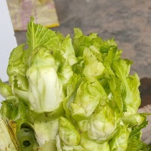 儿菜