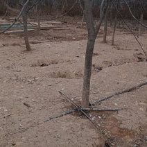 彩虹梨树