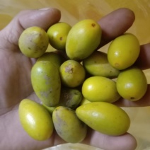 小瓜皮橄榄