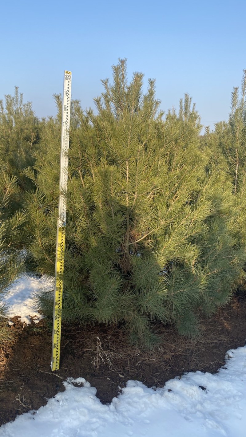 [白皮松批发]陕西西安蓝田县松树 20.00元/棵2米白皮松 保 _ 一亩田