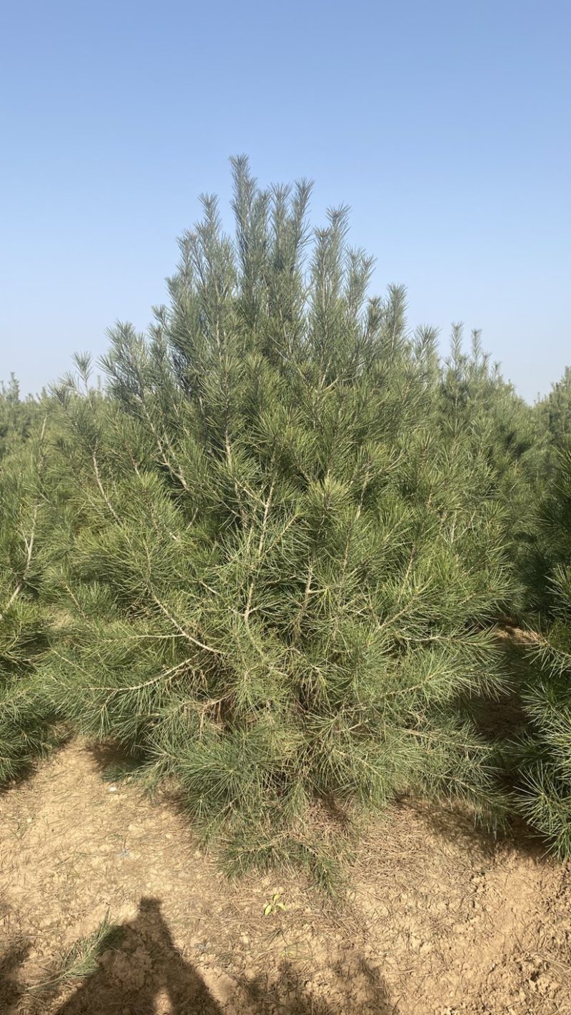 [白皮松批发]陕西西安蓝田县松树 20.00元/棵2米白皮松 保 _ 一亩田
