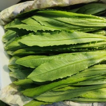 精品油麦菜产地直发货源充足欢迎新老客户订