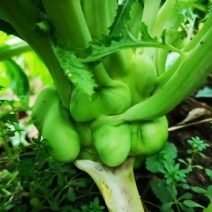 榨菜