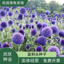 蓝刺头花种籽子多年生宿根花卉种子冬季耐寒室内阳台庭院盆栽