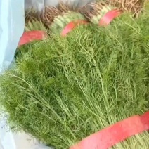 【畅销】精品小茴香产地货源质量保证价格公道
