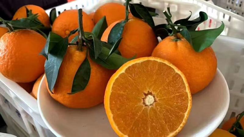 [柑桔批发]大雅一号柑价格4.50元/斤 - 一亩田