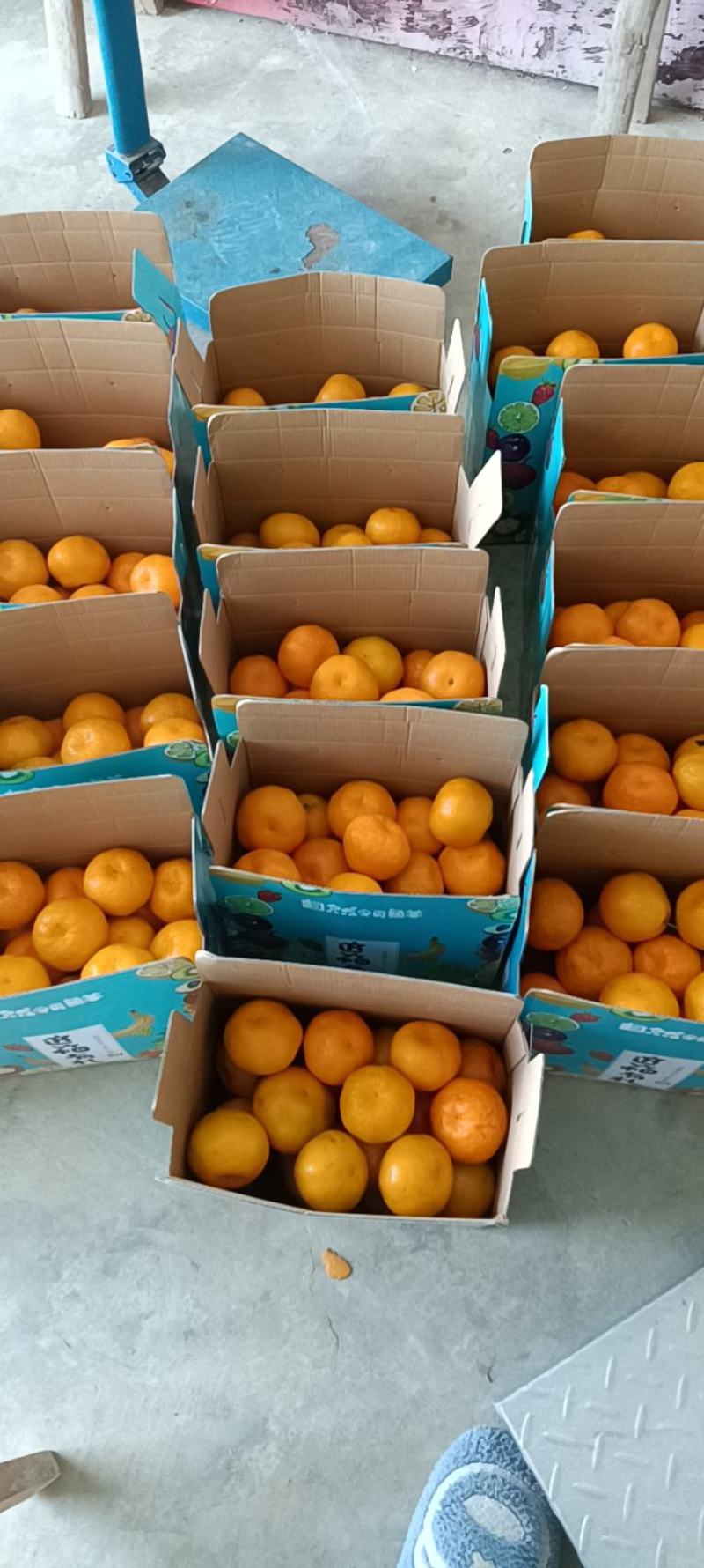 [柑桔批发]大雅一号柑价格4.50元/斤 - 一亩田