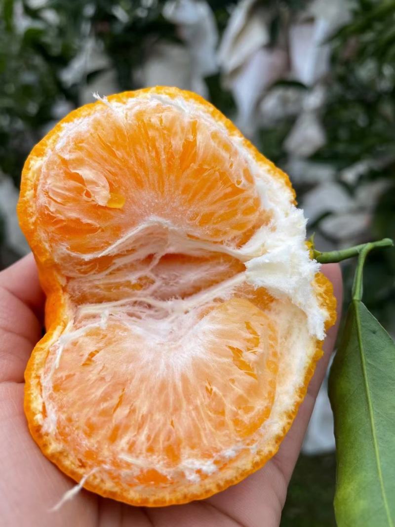 [柑桔批发]大雅一号柑价格4.50元/斤 - 一亩田