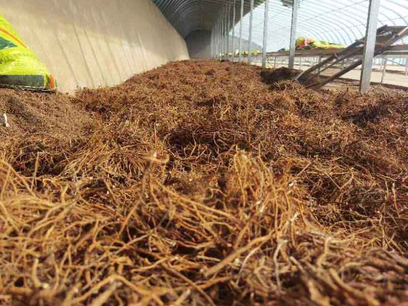 实地拍摄场景:农民在田间手工采挖北柴胡,使用铁叉松土后拔出完整根条;另一侧为晾晒场地,柴胡根平铺于竹席上进行自然阴干,背景可见陇西山区地貌与标准化晾棚结构 甘肃北柴胡采收与加工现场