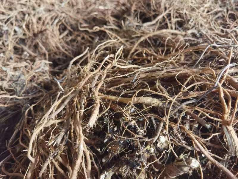 显微摄影图像显示北柴胡根横切面的组织学结构:外侧为木栓层,中层为韧皮部(染成浅紫色),内圈为木质部(染成深蓝紫色),中间可见清晰的形成层细胞层;图像配有比例尺(500μm)和染色方法标注(番红-固绿双重染色) 显微镜下北柴胡横切面组织结构图