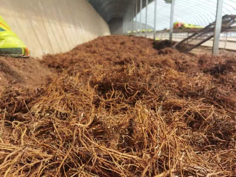 北柴胡种植基地实景图,展示成片种植的北柴胡植株 北柴胡种植基地