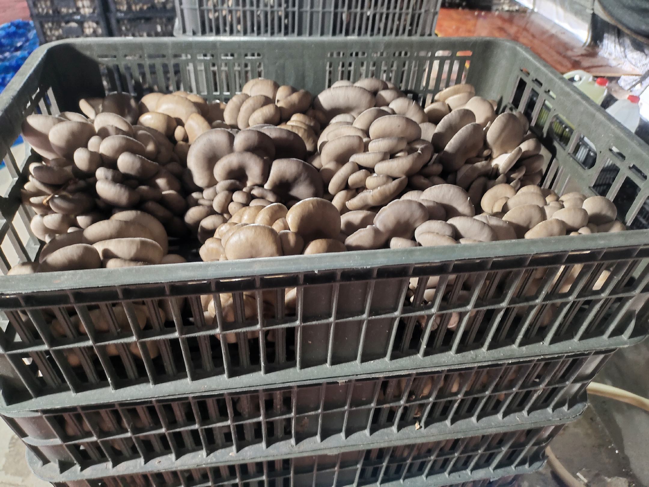 家庭餐桌上的平菇菜肴