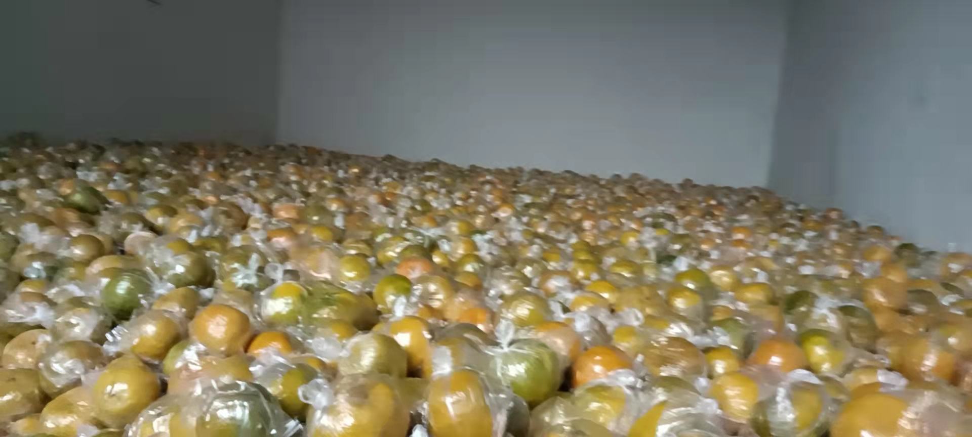 一个透明塑料筐中整齐摆放着新鲜的椪柑,背景为恒温恒湿冷库内部环境,温度显示为8℃,湿度计读数为88%。柑桔表皮光滑有光泽,无明显损伤或霉斑,体现科学贮藏条件下的良好状态 柑桔冷藏储存示意图