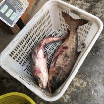 青鱼，胖头鱼，鲫鱼