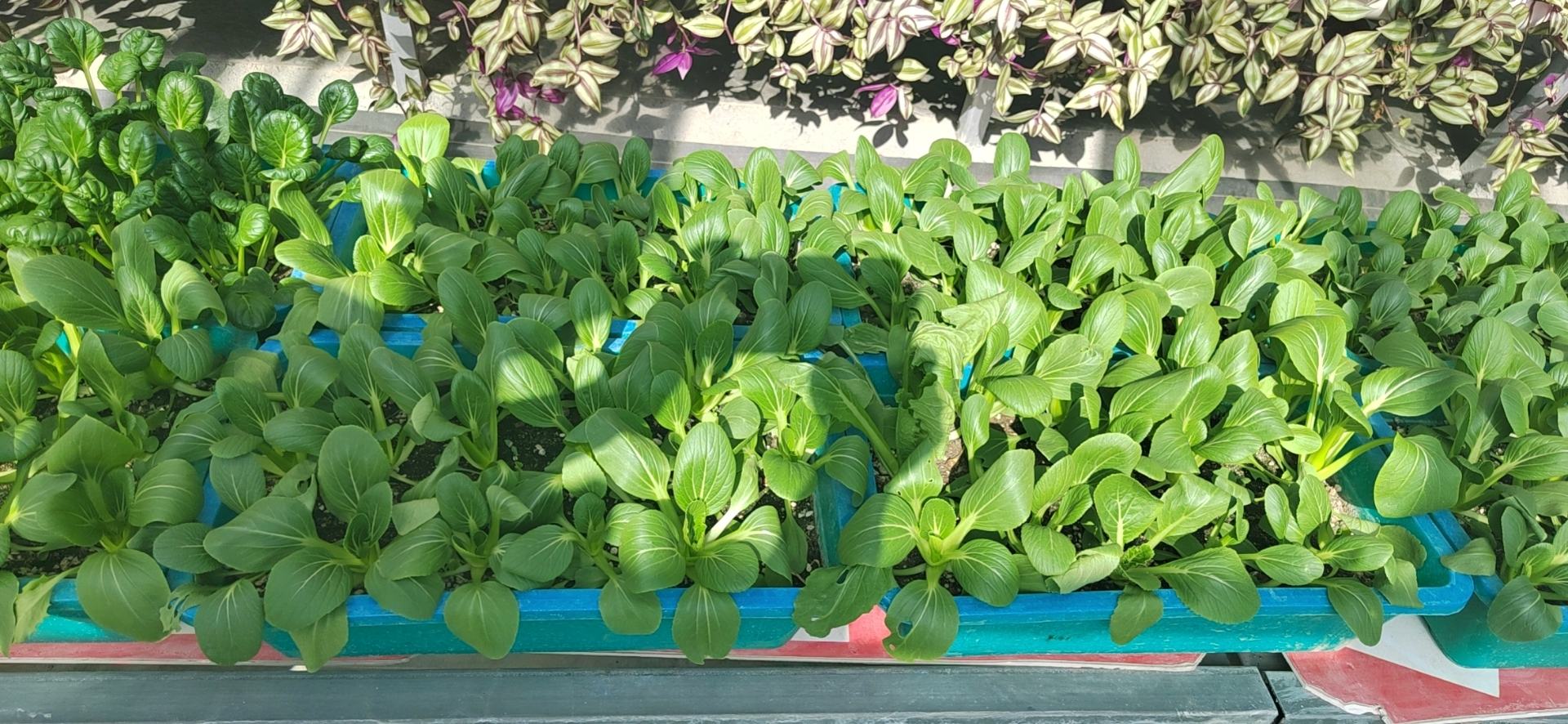 油菜播种示意图