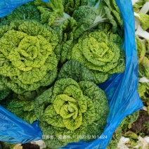 南通海门区优质黄心菜基地大量供应净菜黄心菜品质保证