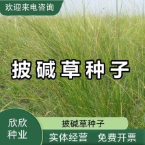 披碱草种子护坡固土草籽矿区耐盐碱草坪种子件碱茅草矿区覆绿