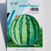麒麟西瓜种子大红瓤小黑籽西瓜种子高糖质脆味甜麒麟瓜种子