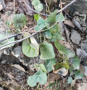 [防己批发]粉防己价格60.00元/斤 - 一亩田