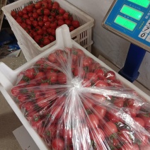 圣女果基地发货，口感好品质高，批发包装。