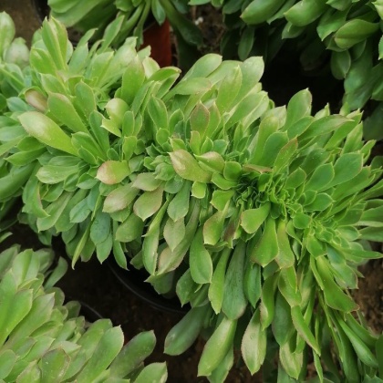 多肉植物价格行情