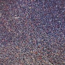 青海湖油菜籽