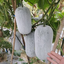 晨峰白雪水果冬瓜杂交品种品质保证厂家发货