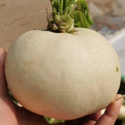 四川资阳雁江区圆萝卜产地行情