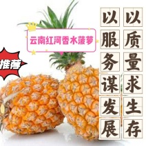 云南河口香水菠萝，口感好，价格合适，规格多