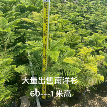 南洋杉
