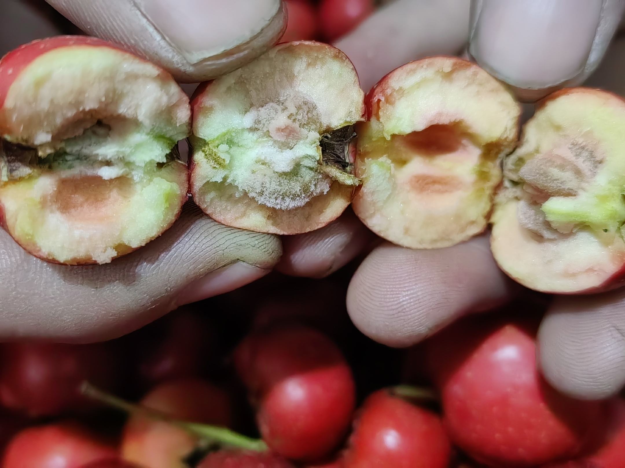 野山楂果实特写,红色果肉表面有细小斑点,背景为自然林区 野山楂果实特写