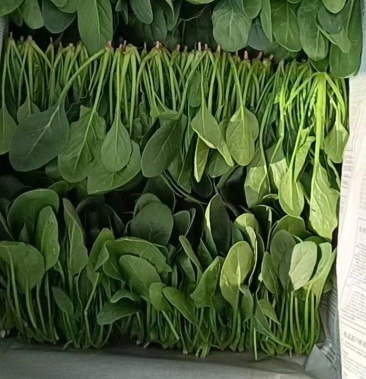 [黑叶菠菜批发]菠菜价格1.80元/斤 - 一亩田