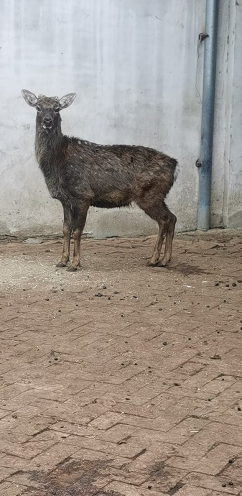 观赏梅花鹿成年大公鹿厂家直销提供养殖技术