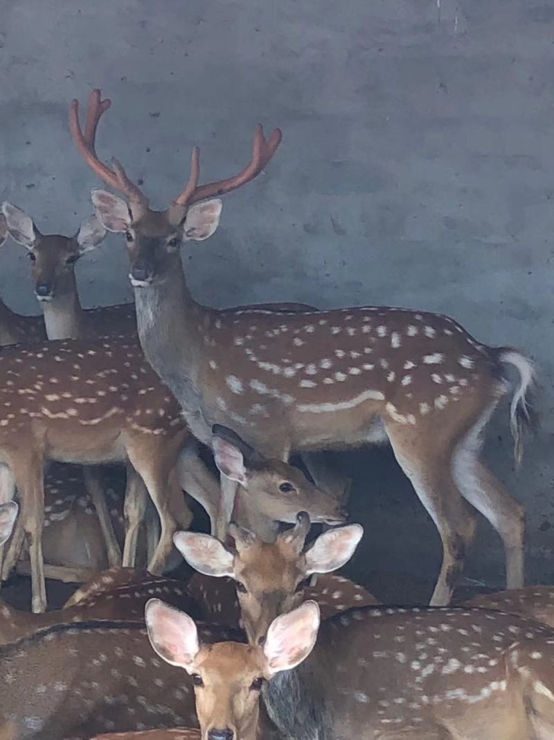 观赏梅花鹿成年大公鹿厂家直销提供养殖技术
